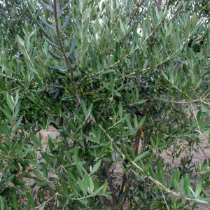 Leccino I-117<sup>®</sup> Detalle