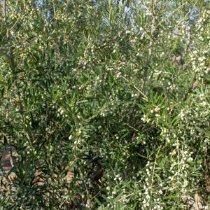 I-44<sup>P</sup> Detalle