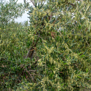 I-45<sup>P</sup> Detalle