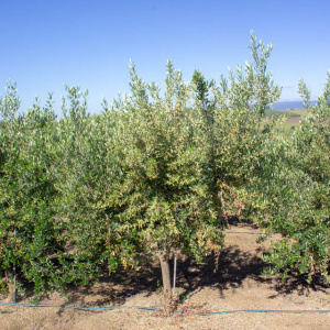 I-15<sup>P</sup> Árbol