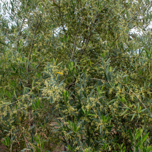 I-44<sup>P</sup> Detalle