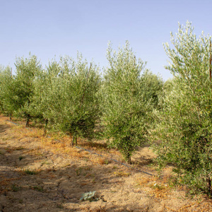 I-16<sup>P</sup> Líneo