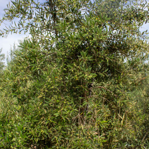 I-51<sup>P</sup> Detalle