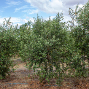 I-34<sup>P</sup> Árbol