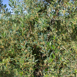 I-33<sup>P</sup> Detalle