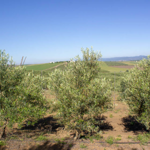 Cornezuelo Jaén I-58<sup>®</sup> Árbol