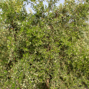 I-30<sup>P</sup> Detalle