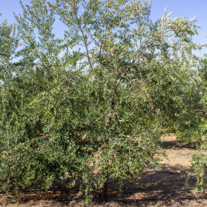 I-27<sup>P</sup> Árbol
