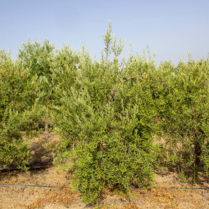 I-26<sup>P</sup> Árbol
