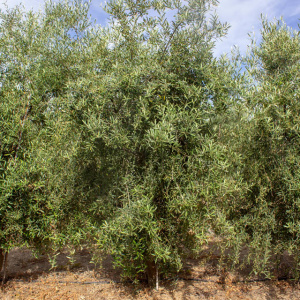 I-46<sup>P</sup> Árbol