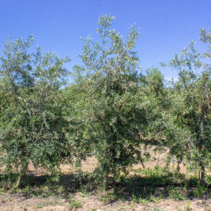 I-35<sup>P</sup> Árbol