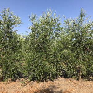 I-22<sup>P</sup> Árbol