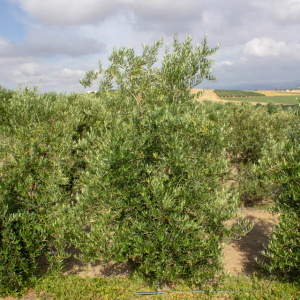 I-29<sup>P</sup> Árbol