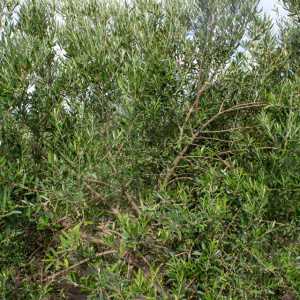 I-50<sup>P</sup> Detalle