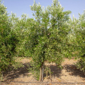 I-40<sup>P</sup> Árbol