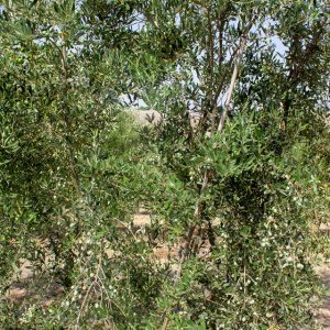 I-39<sup>P</sup> Detalle