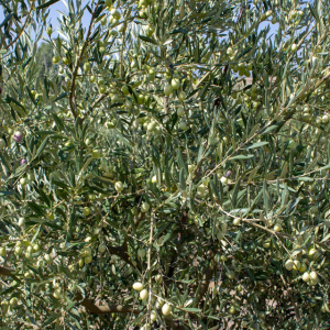 I-10<sup>P</sup> Detalle