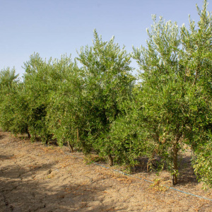 Arbosana Clon I-43<sup>®</sup> Líneo