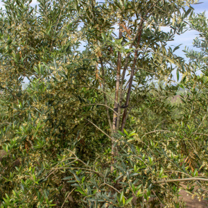 Arbequina Clon I-21<sup>®</sup> Detalle