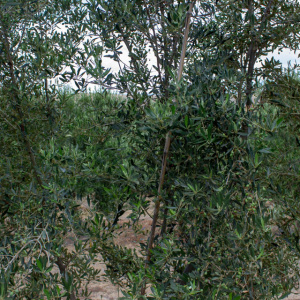I-39<sup>P</sup> Detalle