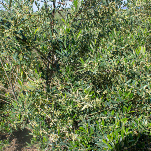I-50<sup>P</sup> Detalle