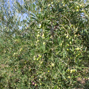 I-25<sup>P</sup> Detalle