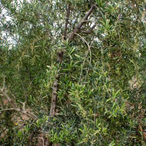 I-54<sup>P</sup> Detalle