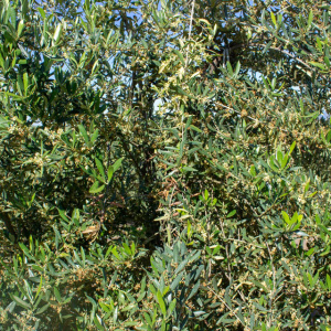 I-30<sup>P</sup> Detalle