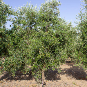 I-37<sup>P</sup> Árbol