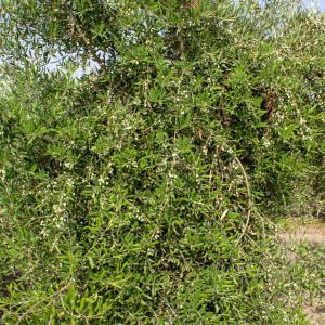 I-19<sup>P</sup> Detalle