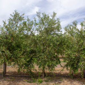 I-22<sup>P</sup> Árbol