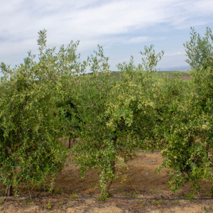 I-33<sup>P</sup> Árbol