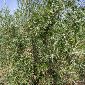 Callosina Clon I-69<sup>®</sup> Detalle