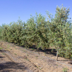 I-42<sup>P</sup> Líneo