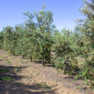 I-51<sup>P</sup> Líneo