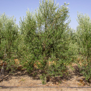 Cayon I-111<sup>®</sup> Árbol