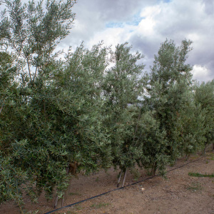 Galega I-116<sup>®</sup> Líneo
