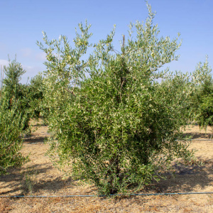 I-33<sup>P</sup> Árbol