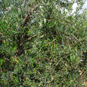 I-45<sup>P</sup> Detalle