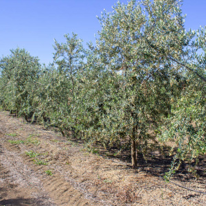 I-27<sup>P</sup> Líneo