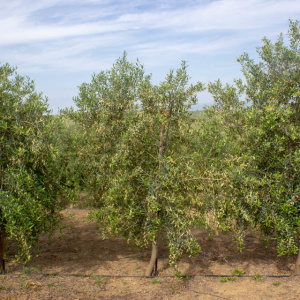 Arbequina Clon I-21<sup>®</sup> Árbol