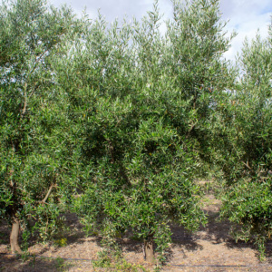 I-31<sup>P</sup> Árbol