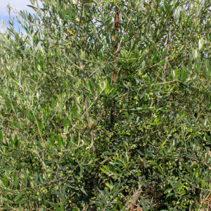 I-16<sup>P</sup> Detalle