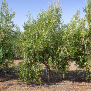 I-32<sup>P</sup> Árbol