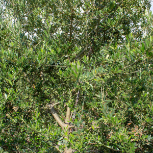 I-17<sup>P</sup> Detalle