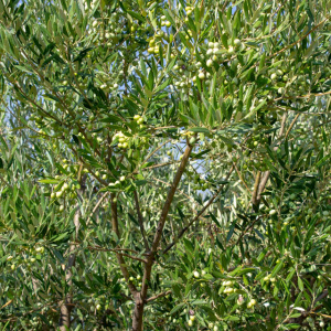 I-50<sup>P</sup> Detalle