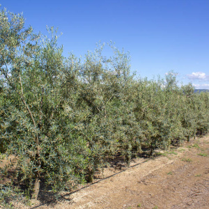 Hojiblanca I-53<sup>®</sup> Líneo