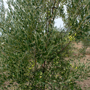 Blanqueta Clon I-55<sup>®</sup> Detalle