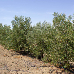 Arróniz Clon I-65<sup>®</sup> Líneo