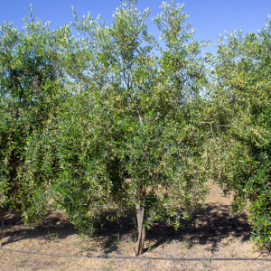 I-20<sup>P</sup> Árbol